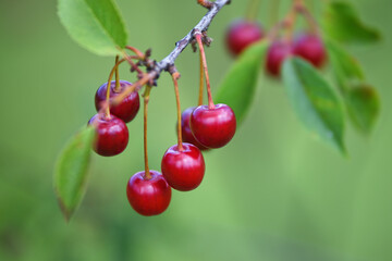 Ripe red cherries on a branch with green leaves in close-up.