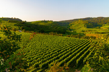 Weinberge Reben Winzer