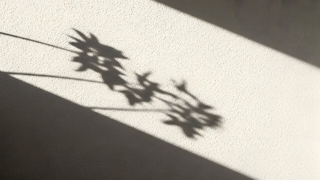 Spring Wellness Minimal Still Life Nature Shadow Composition