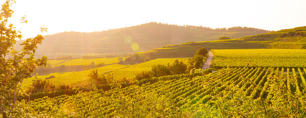 Weinberge Reben Winzer