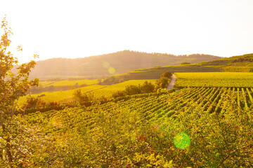 Weinberge Reben Winzer