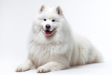 Fluffy White Dog Lying on Plain Background