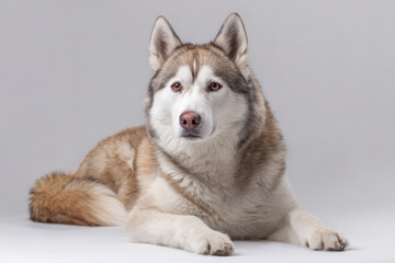 White and Brown Dog Lying on Plain Background