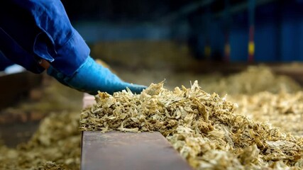 Medium shot capturing the detailed process of tobacco leaf grading with handson inspection and automated tools enhancing sorting accuracy