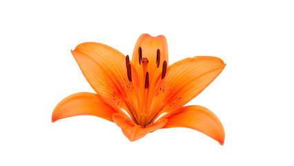 Vibrant orange lily flower isolated on transparent background