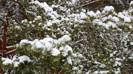 A snow-covered pine branch. Close-up of winter nature.