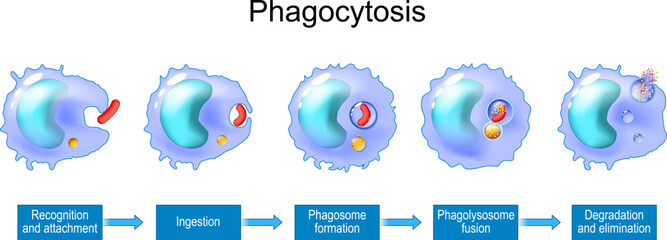 Phagocytosis. Macrophage engulfs the bacterium