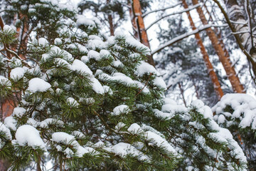 A pine branch covered in snow. Winter natural landscape.