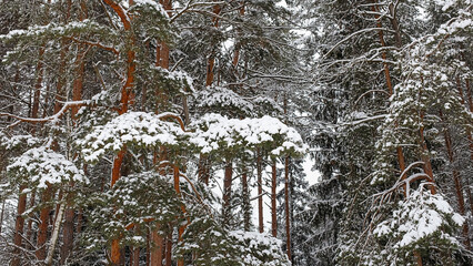 A branch of a pine tree, blanketed in snow. A winter scene of nature.