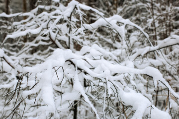 A tree limb encrusted with snow. A winter scene of nature.