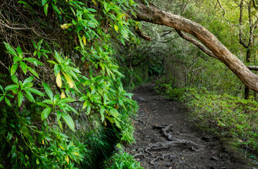 Fototapeta premium Narrow muddy levada path winds through dense green vegetation and overhanging tree branches in the laurel forest of Madeira Island, Portugal. Intimate nature scene ideal for hiking