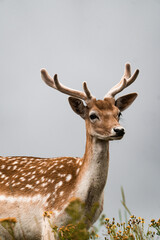Fototapeta premium Young deer with antlers standing in meadow against soft neutral background