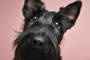 Black Small Dog with Expressive Eyes Portait