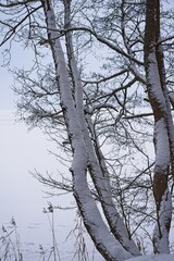 Dark tree trunks covered with white snow against the backdrop of a lake.                               