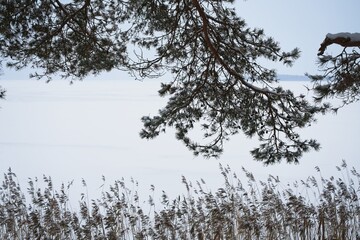 Pine branches and reeds on the shore of a snow-covered lake.                               