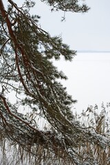  Pine branches covered with snow against the backdrop of a frozen lake.                              