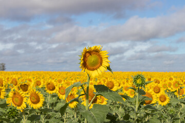 cultivo de girasol