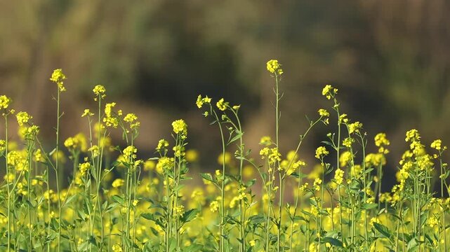 Field of Yellow Flowers, Likely Mustard Plants, in 120fps 4K Slow Motion. Vibrant Blooming Flowers Swaying Gently in the Breeze, Captured in Cinematic High-Detail Agricultural and Nature Footage.