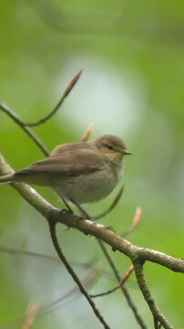 Chiffchaff small bird flying from  tree branch