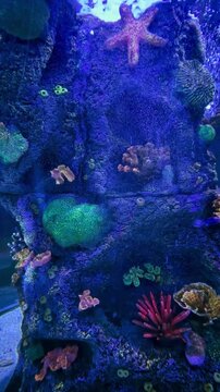 Tanque de acuario con peces nadando, estrella de mar y arrecife.