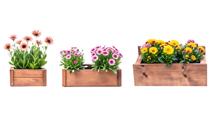 Three wooden planters with pink and yellow flowers on white background isolated on a transparent background