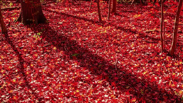 Red maple leaves cover forest floor, vibrant autumn scene with tree trunks. Fall foliage creates beautiful landscape with vivid colors and natural light.