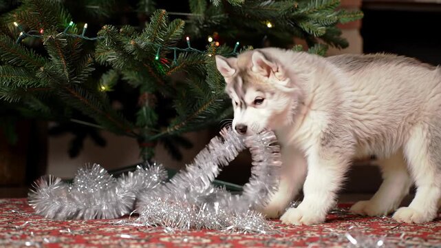 Cute husky puppy chews on Christmas garland under decorated tree indoors. Playful dog mischief on holidays.