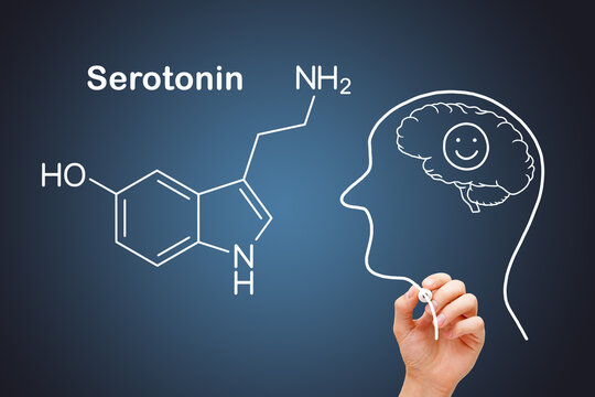 Serotonin Chemical Structure Human Head Concept