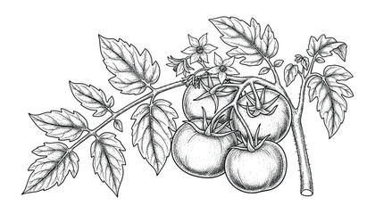 Detailed black and white vector illustration of growing tomato plant with fruits and flowers
