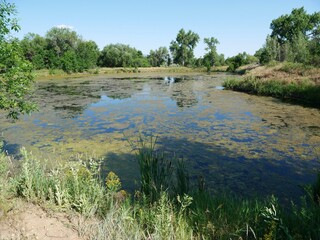 Aquatic Vegetation Covering a Calm Wetland Pond in Summer