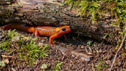 One orange salamander crawling in mossy forest under a log during the daytime.