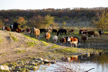 Herd of cows walking to a lake at sunset for watering, capturing rural life, agriculture, nature, and peaceful evening landscape. High quality photo