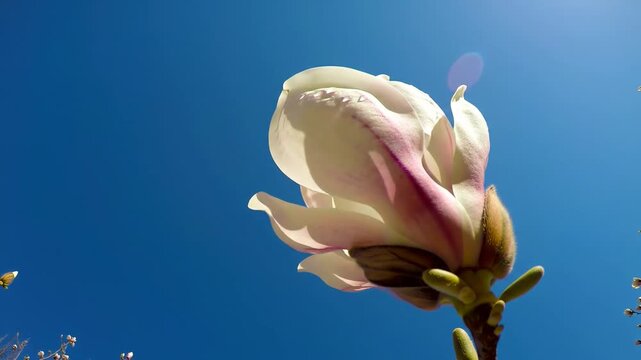 Close up of beautiful magnolia bud with sky background, nature, spring.