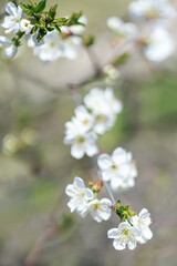 Obraz premium Close-up of delicate white spring blossoms blooming on a tree branch with blurred natural background