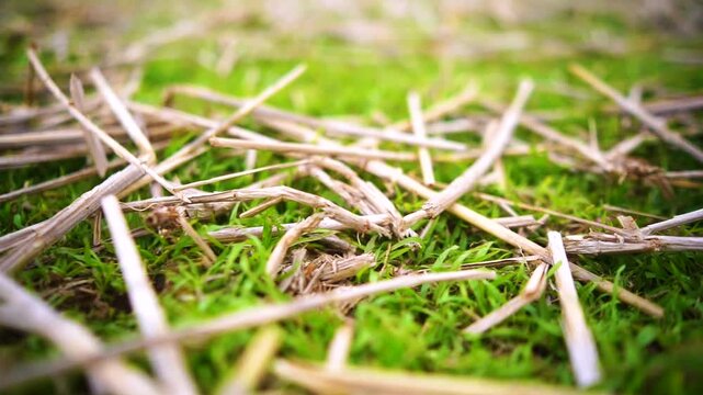 Macro view of dry straw scattered on lush green grass field with selective focus