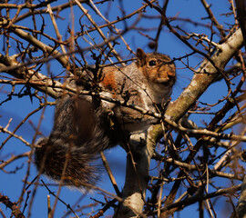 squirrel in tree 