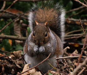 squirrel eating nut