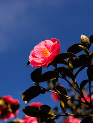 red rose on blue sky