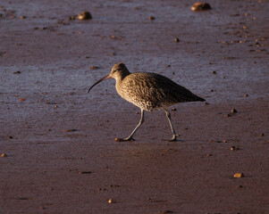 bird on the beach