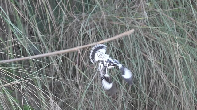 Pied Kingfisher (Ceryle rudis) Pair Sitting on Branch to Catch Fish in 120fps 4K Slow Motion. Two Black and White Kingfishers Perched Alert Over Water, Focused Hunting Behavior Captured in Cinematic 