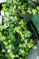 Close-up of green ivy leaves and vines climbing against a tropical foliage background with natural light