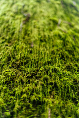 Close up macro photo of mossy tree bark of a redwood tree in Arcata community forest