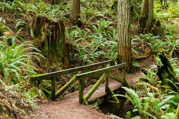 Rustic wooden footbridge spans a lush ravine in Arcata Community Forest, leading to trail stairs amidst towering redwoods and dense ferns in a serene Northern California temperate forest.