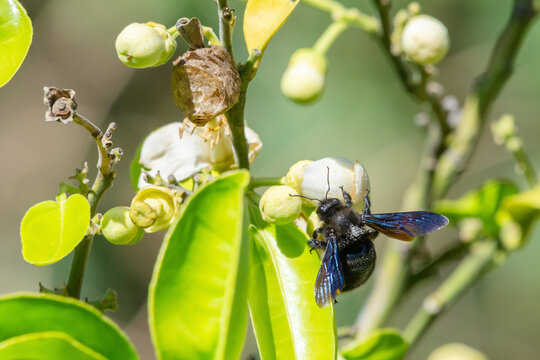 Violet carpenter bee, Xylocopa Violacea, on a myrtle tree