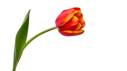 Single red and yellow tulip flower with green stem and leaf isolated on transparent background