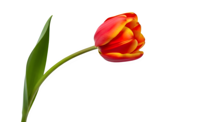 Single red and yellow tulip flower with green stem and leaf isolated on transparent background