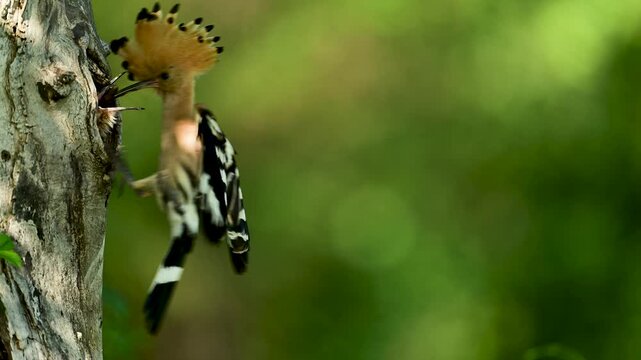 Eurasian hoopoe bird feeding juvenile in slow motion ( Upupa epops )	