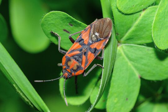 Indian Milkweed Bug, Spilostethus Pandurus, seed bug