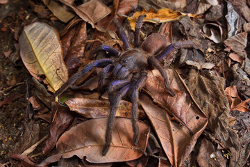 Closeup picture of a female of the Vietnam blue tarantula Chilobrachys dyscolus photographed in its biotope in Kep, Cambodia.