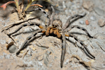 Closeup of the Spanish tarantula or wolf spider Lycosa fasciiventris from M&aacute;laga, Andalusia, photographed on sand in its biotope.